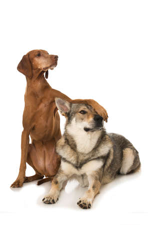 Two dogs isolated on white backgroundの写真素材