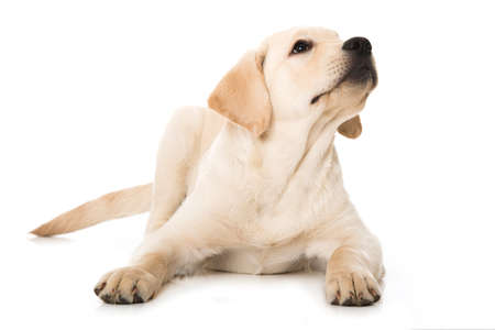 Labrador puppy isolated on white backgroundの写真素材