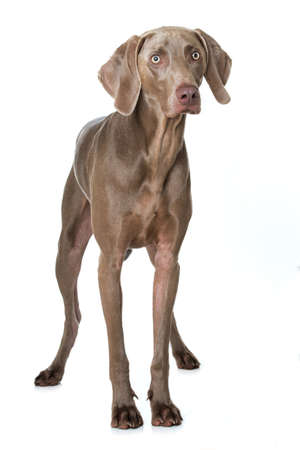 Weimaraner dog standing on white backgroundの写真素材