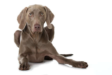 Weimaraner dog lying on white backgroundの写真素材