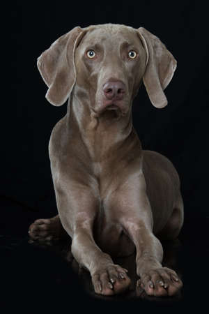 Weimaraner dog lying on black backgroundの写真素材