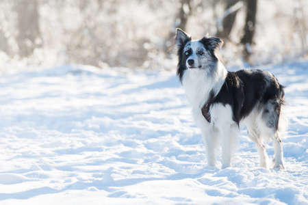Border collie dog in snowy winter landscapeの写真素材