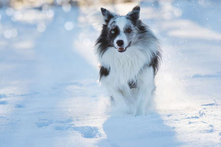 Border collie dog in snowy winter landscapeの写真素材