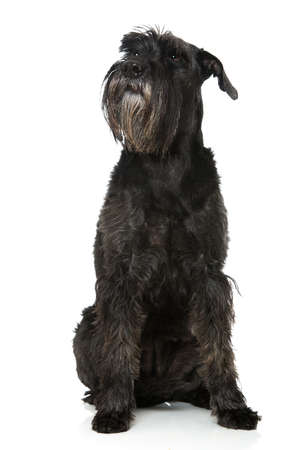 Giant schnauzer dog lying isolated on white backgroundの写真素材