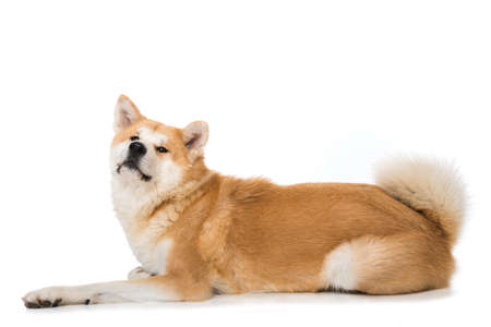 Akita inu dog isolated lying on white backgroundの写真素材