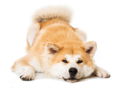 Akita inu dog isolated lying on white backgroundの写真素材