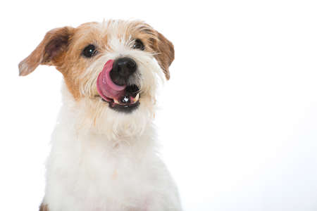 KromfohrlÃ¤nder dog isolated on white backgroundの写真素材