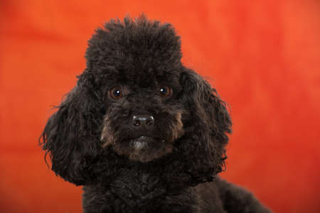 Black poodle isolated on red backgroundの写真素材
