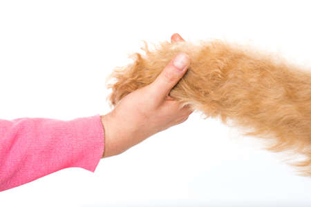 Dog give paw isolated on white