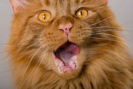 Maine coon cat sitting isolated on white backgroundの写真素材