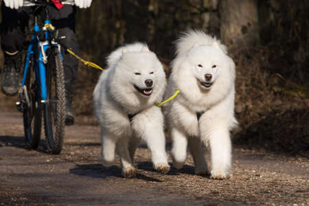 Sledge dogs on an autumn morningの写真素材