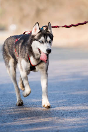 Sledge dogs on an autumn morningの写真素材