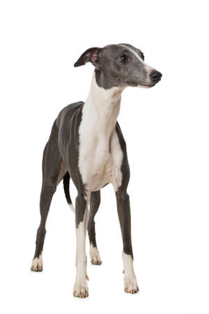 Whippet dog isolated on white backgroundの写真素材