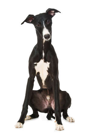Whippet dog sitting isolated on white backgroundの写真素材