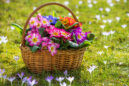 Colorful spring flowers in a basketの写真素材