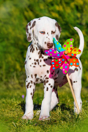 Dalmatian puppy in a spring meadowの写真素材
