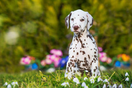 Dalmatian puppy in a spring meadowの写真素材