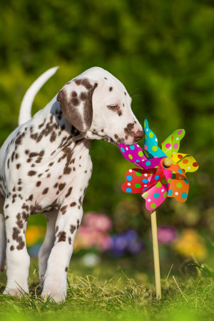 Dalmatian puppy in a spring meadowの写真素材