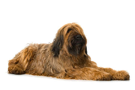 Briard dog lying isolated on white backgorndの写真素材