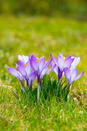 Crocusses in a spring meadowの写真素材