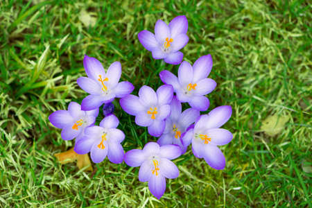 Crocusses in a spring meadow