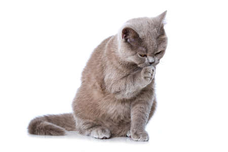 Young british shorthair cat isolated on white backgroundの写真素材