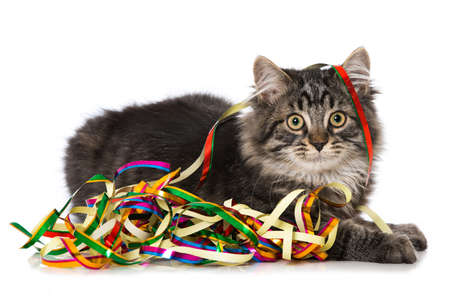 Cute tabby kitten with colorful streamers on white backgroundの写真素材