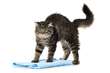 Cute tabby kitten with first aid kit on white backgroundの写真素材