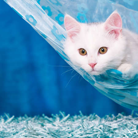 Cute white kitten lying in hammockの写真素材