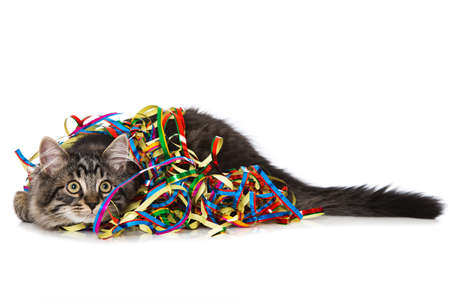 Cute tabby kitten with colorful streamers on white backgroundの写真素材