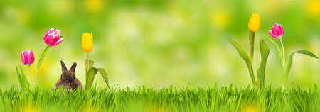 Easter rabit in a meadow