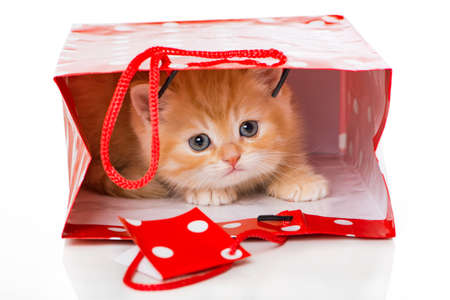 Cute red tabby kitten lying in a red paper bag isolated on whiteの写真素材