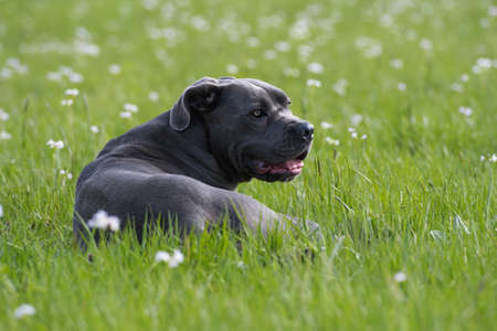 Cane corso dog lying in a spring flower meadow