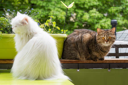 Cats on summer balcony