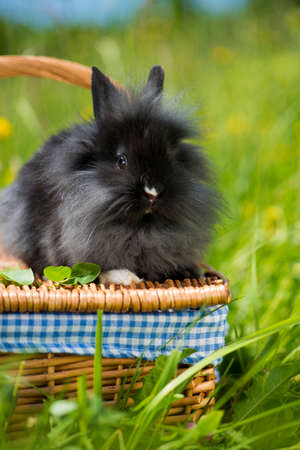 Dwarf rabbit on a basket in a meadowの写真素材