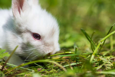 Dwarf rabbit in a pink potの写真素材