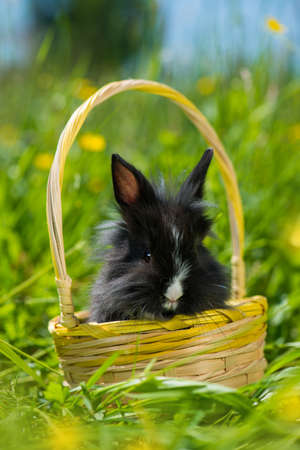 Dwarf rabbit in a pink pot