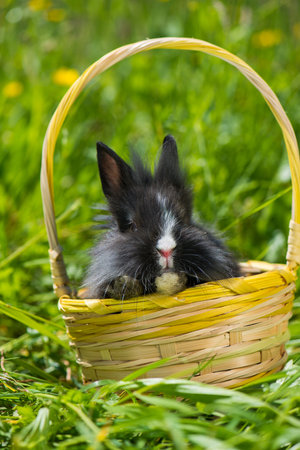 Dwarf rabbit in a pink pot