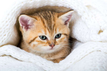 Cute british shorthair kitten sleeping isolated on whiteの写真素材