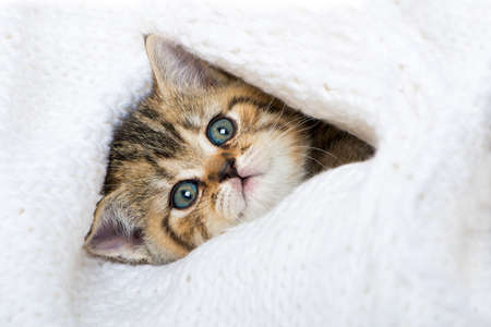 Cute british shorthair kitten sleeping isolated on white