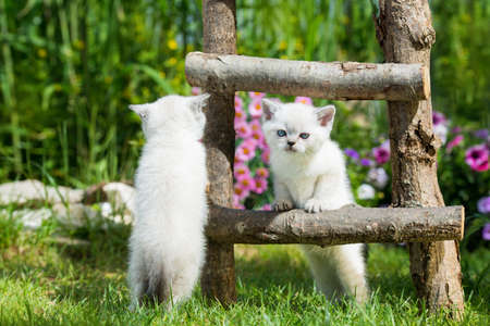 Playing kitten in a gardenの写真素材