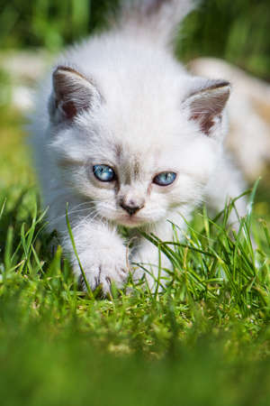 British shorthair in a gardenの写真素材