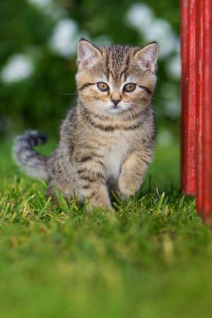 British shorthair kitten with a little red garden fenceの写真素材