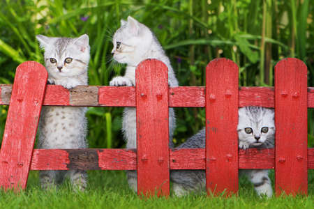 British shorthair kitten with a little red garden fenceの写真素材