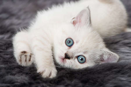 Cute kitten lying on a sheepskinの写真素材