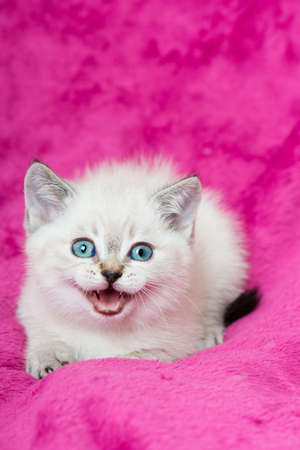British shorthair kitten on pink backgroundの写真素材