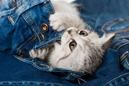 British shorthair kitten lying in a blue jeansの写真素材