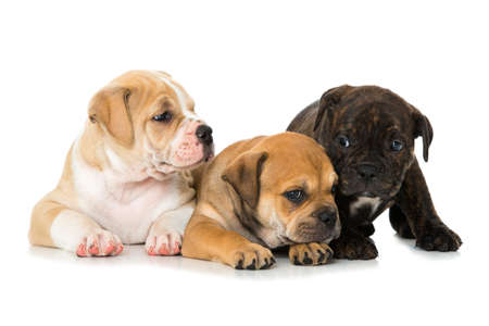 Old english bulldog puppies isolated on white backgroundの写真素材