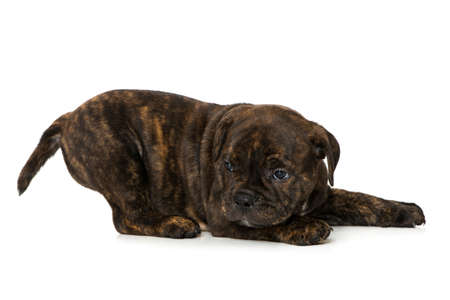 Old english bulldog puppy lying isolated on white backgroundの写真素材