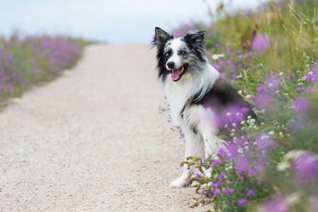Border collie dog sitting on the edge of a pathの写真素材
